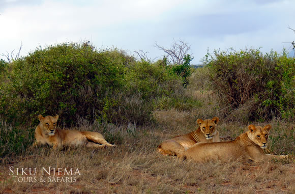 Lionesses at rest - Tsavo East National Park, Kenya